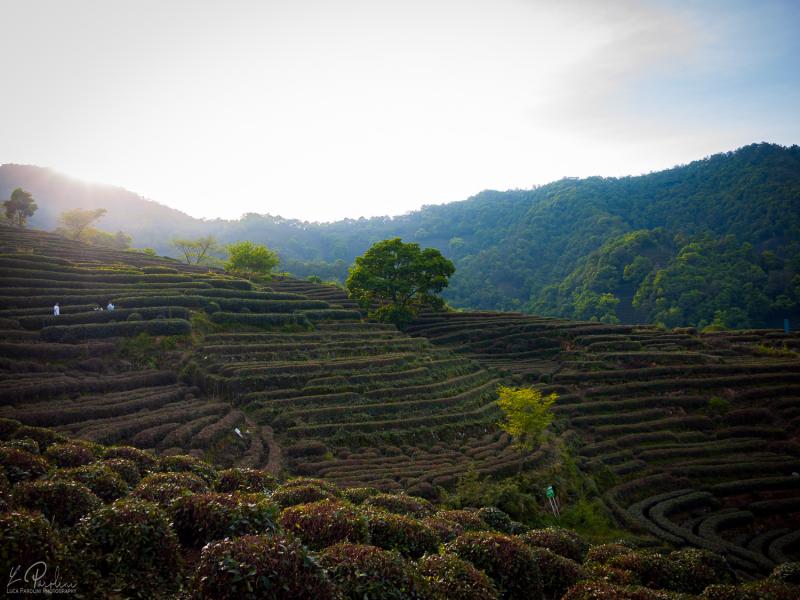 Sun rising over a tea plants in a cloudy summer day in Longjing near Hangzhou, China
